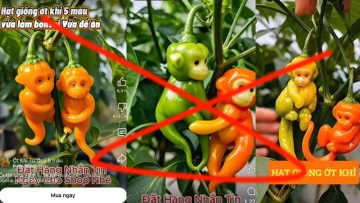 Ớt khỉ là gì ? Ớt Khỉ Có Thật hay không ?