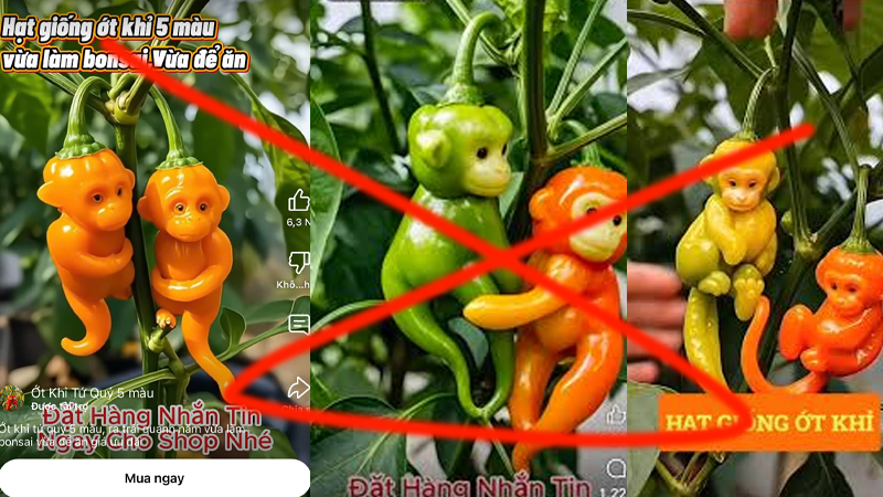Ớt khỉ là gì ? Ớt Khỉ Có Thật hay không ?